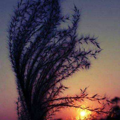 纽约期银日内涨3%，现报71.45美元/盎司。